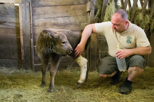 Európai bölényt nevel Állatparkunk vezető gondozója 