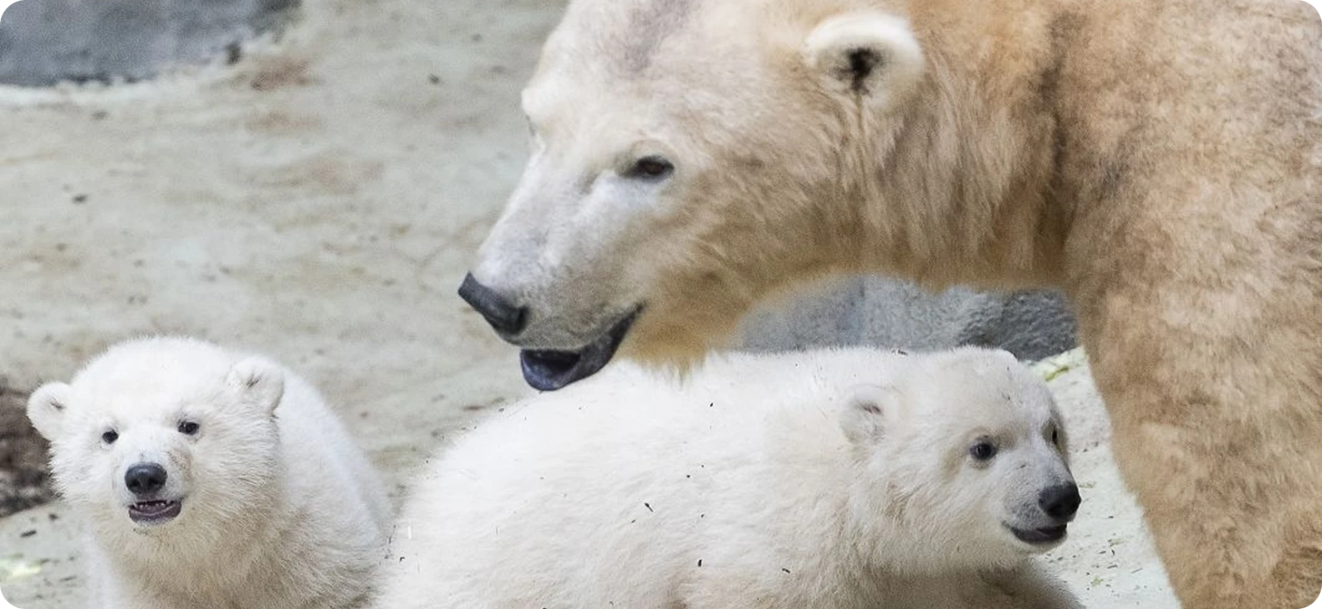 The Ice World has opened at Sóstó Zoo!