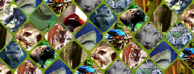 A Nyíregyházi Állatpark ZOOTv-je, otthonaikba varázsolja a természetet