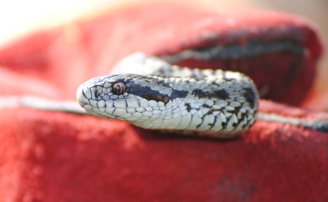 A Rákosi Vipera Napja