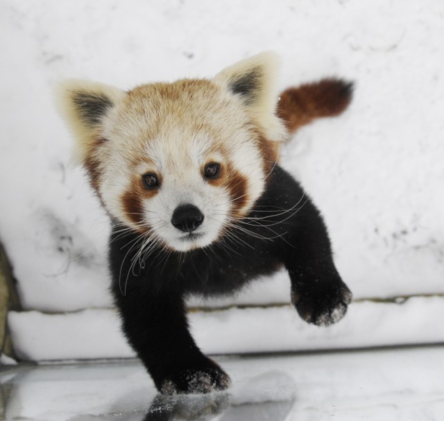 Élvezi a telet a panda pár:-) !