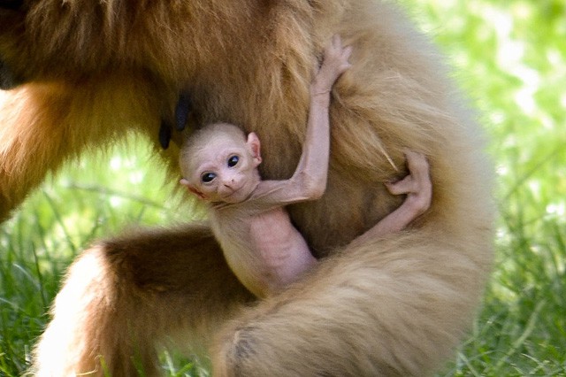 Fehérkezű gibbon született Állatparkunkban!