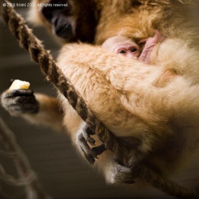 Fehérkezű gibbon született!