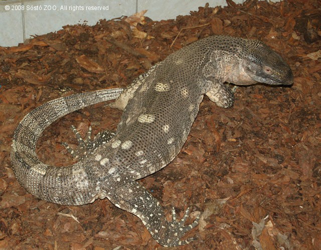 Fehértorkú varánusz (Varanus albigularis) érkezett!