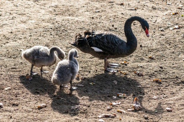 Fekete hattyúk keltek ki a Nyíregyházi Állatparkban 