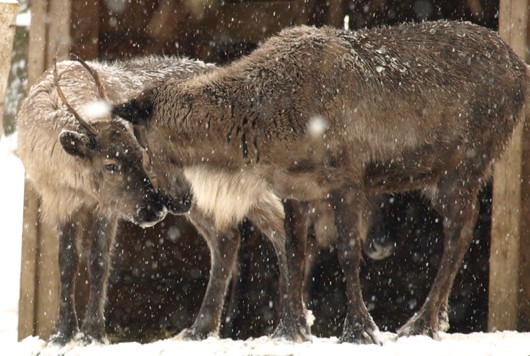 Figyelem! Mikulás vonat indul az Állatparkba december 3-án!