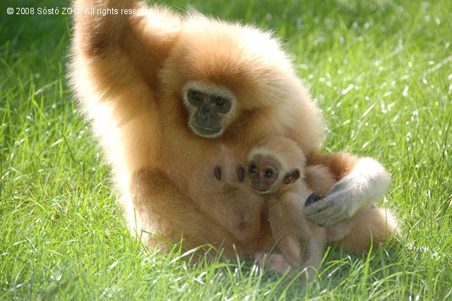 Gibbon bébi született a Nyíregyházi Állatparkban!