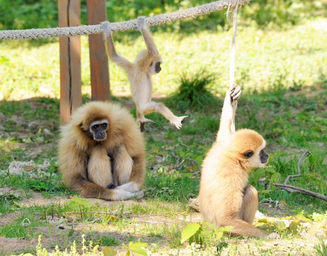 Gibbon suli a javából 
