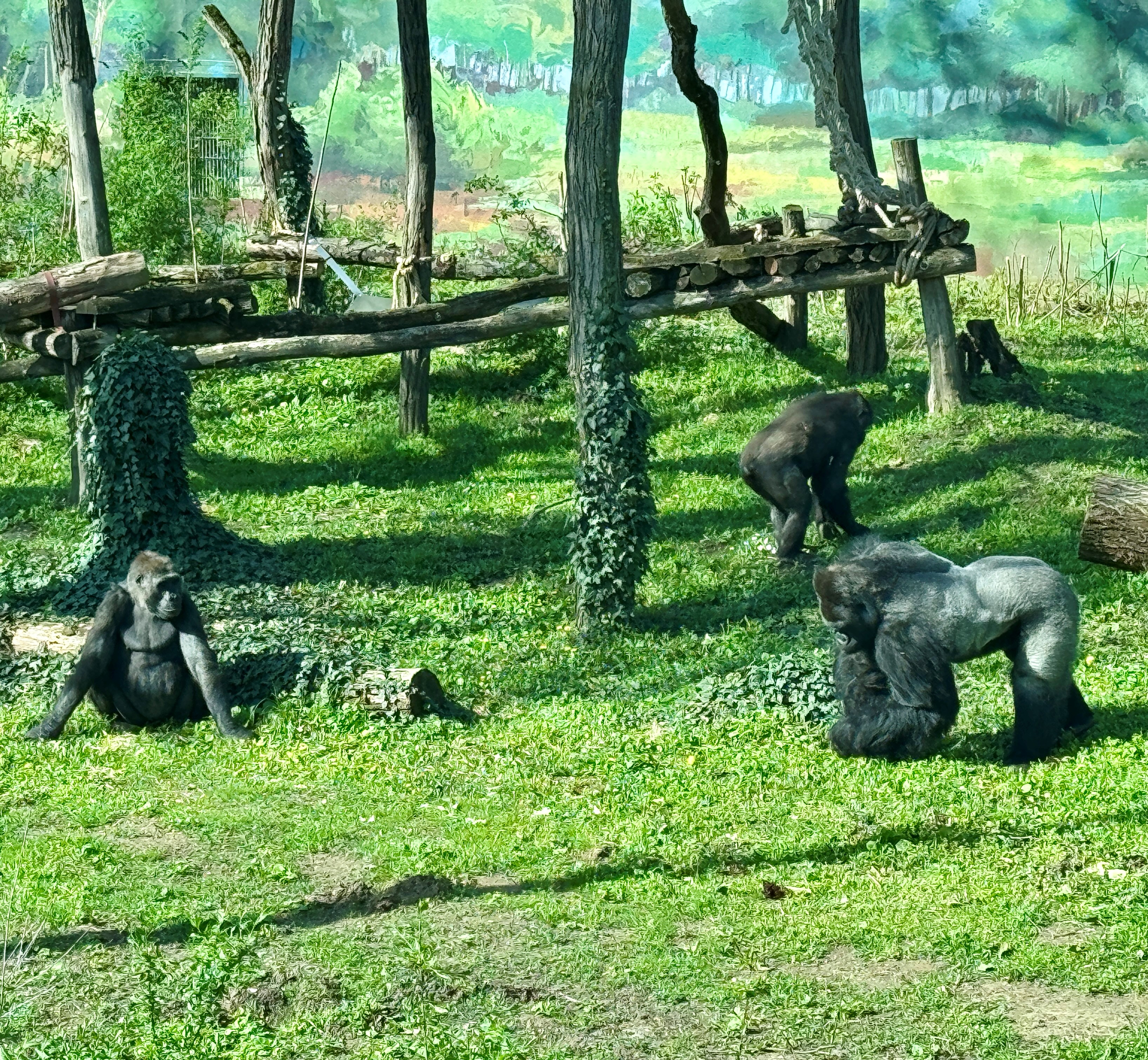 Gorilla nőstények érkeztek Állatparkunkba