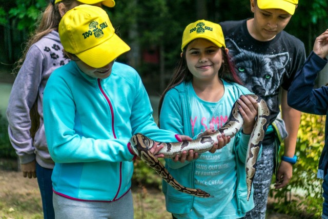 Hamarosan indul a ZOOSULI