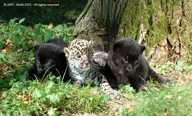 Háromszoros öröm a jaguárok háza táján!