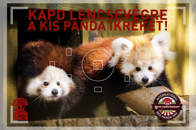 Ma van a Kis pandák Világnapja!