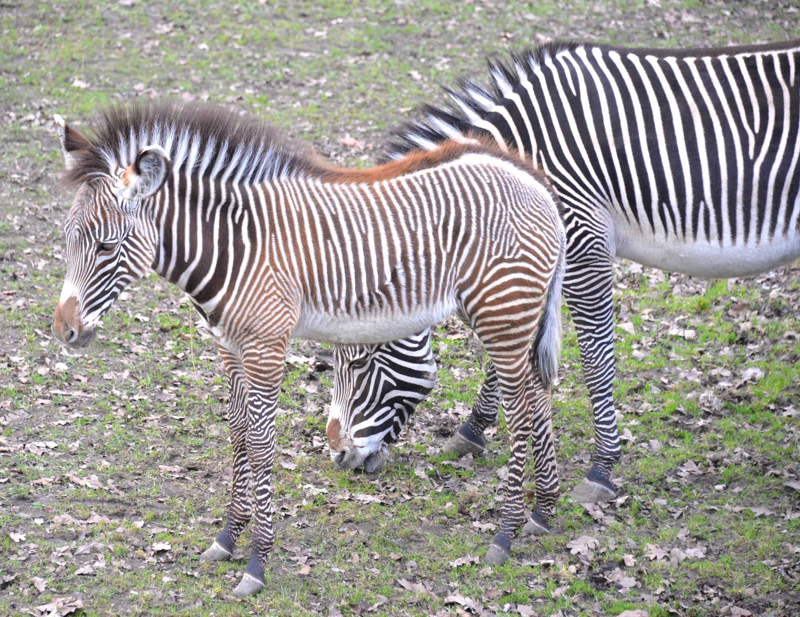 Már láthatóak a ritka Grevy-zebra csikók 