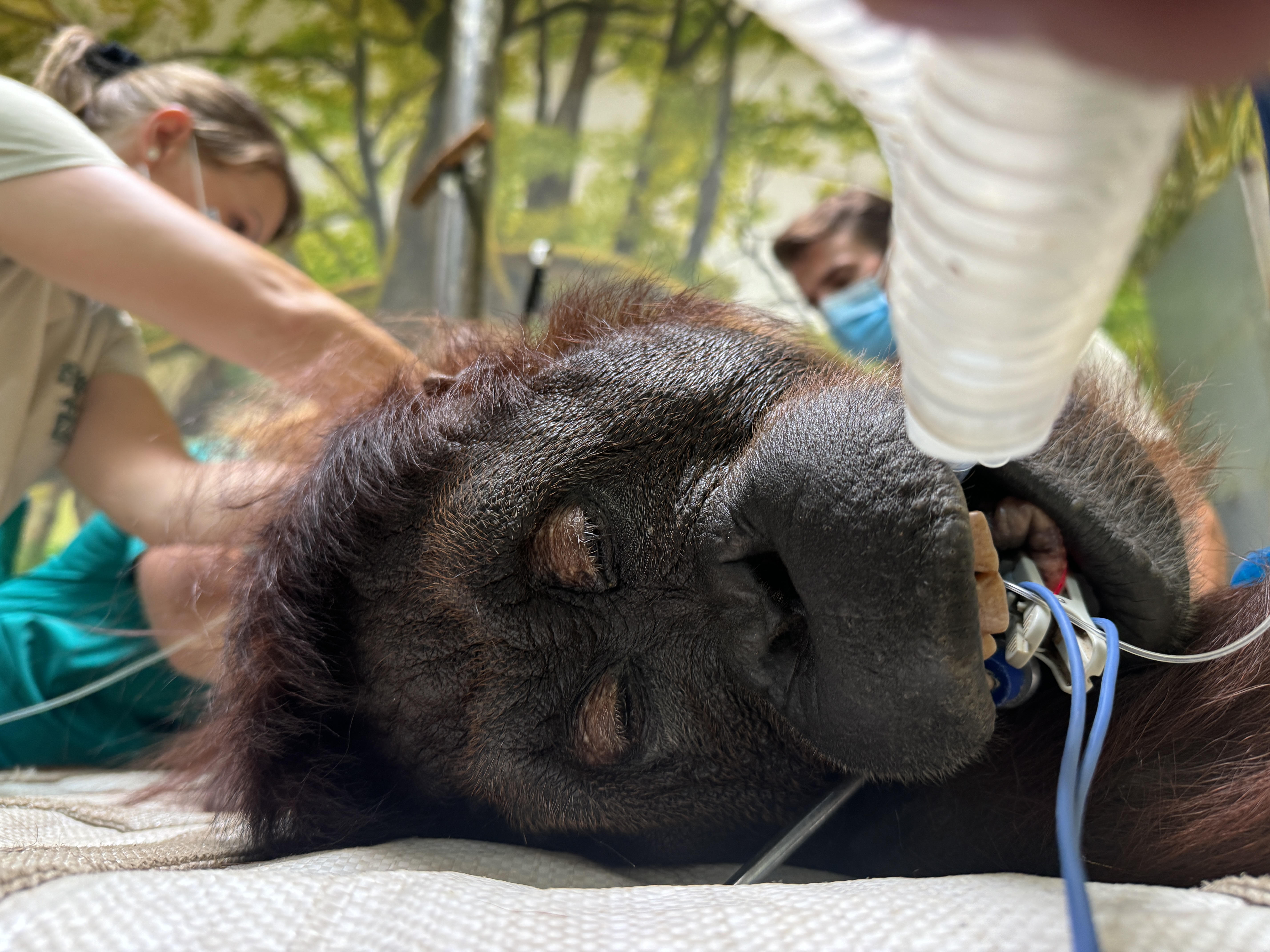 Nőgyógyászati vizsgálaton esett át az orangutánunk