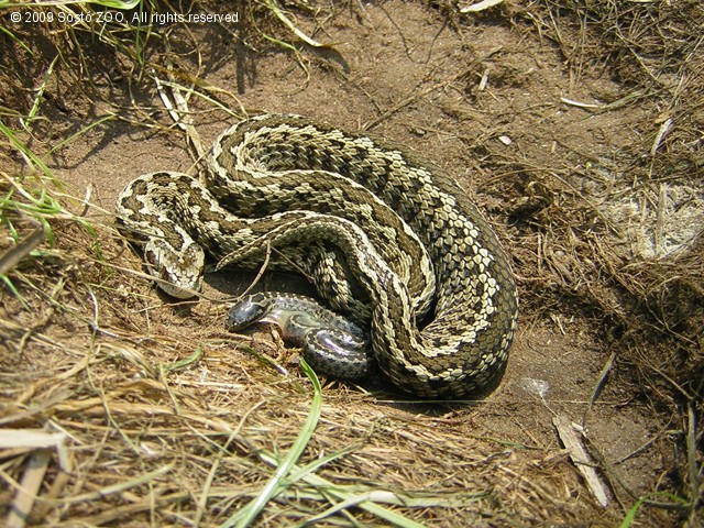 Október 11. a Rákosi vipera Napja