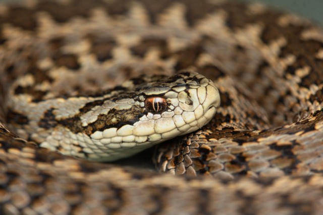 Rákosi Vipera Nap - 2015. szeptember 5. 