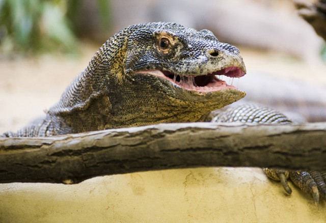 Sárkány etetés a Sóstó Zoo-ban!