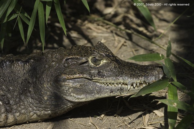 Steve Irwin krokodilház