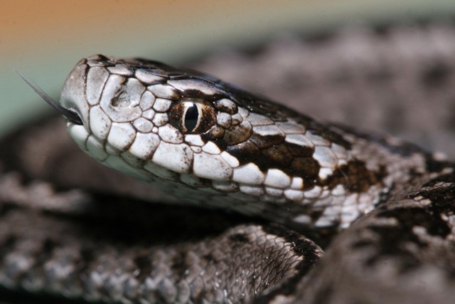 Szeptember 4. a Rákosi vipera Napja
