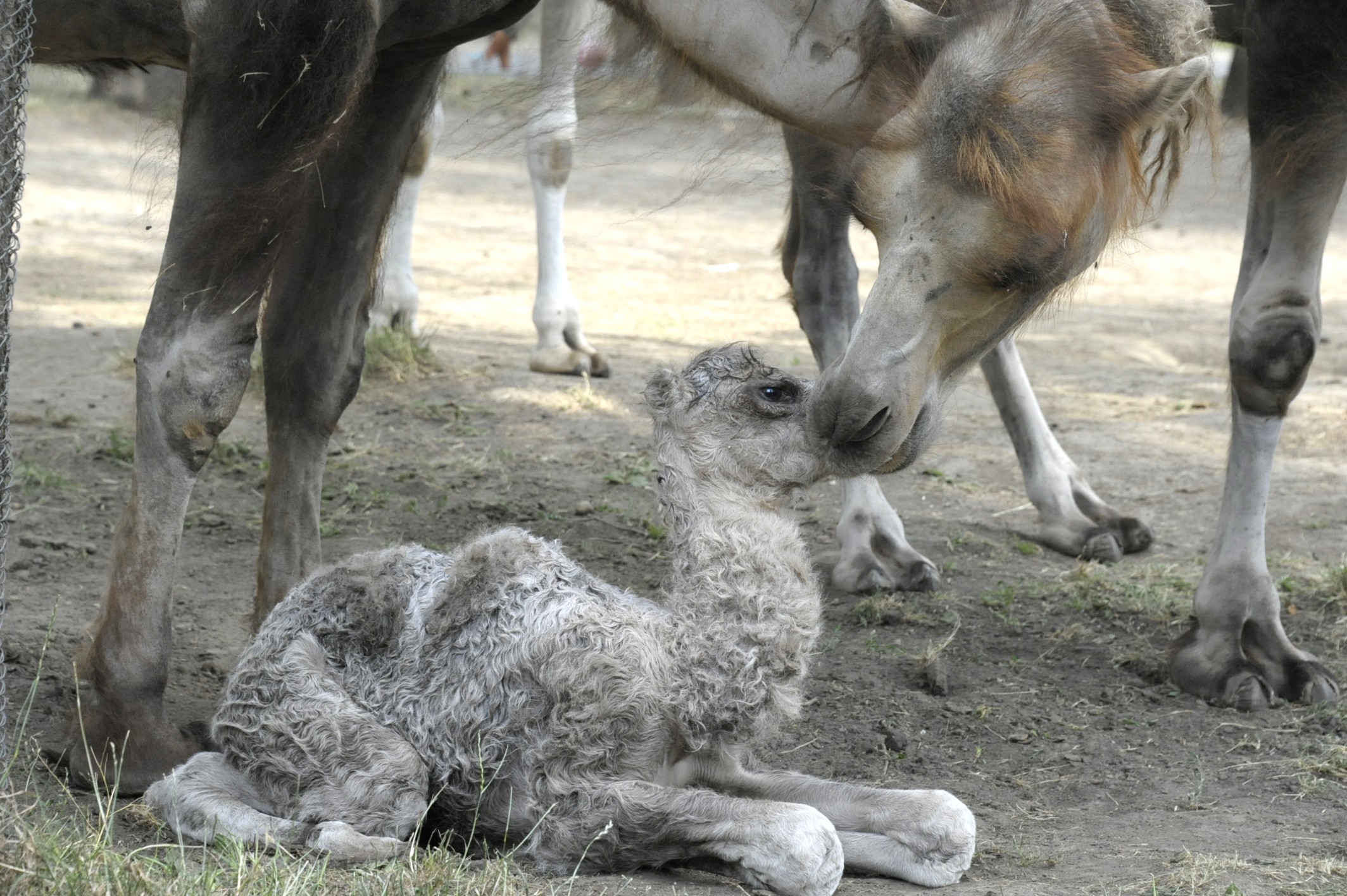 Teve csikó született Állatparkunkban 