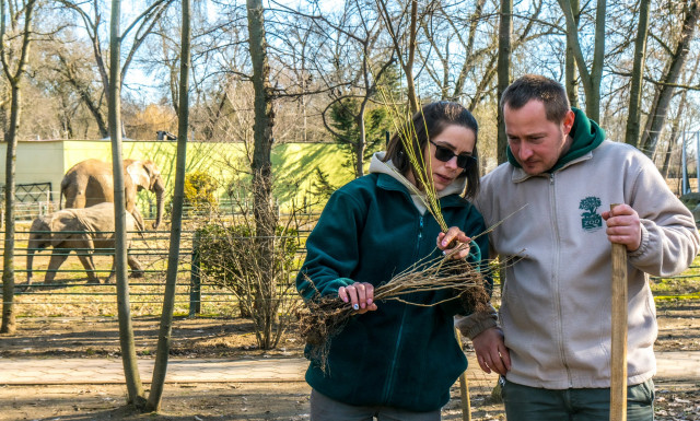 Véget ért Állatparkunkban a több éves fásítási program