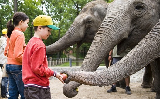 ZOO-suli 2011
